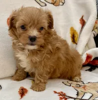 Benji , a male Maltipoo and Poodle - Toy  for sale in Tampa, FL – Photo 1 of 10
