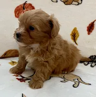 Benji , a male Maltipoo and Poodle - Toy  for sale in Tampa, FL – Photo 4 of 10