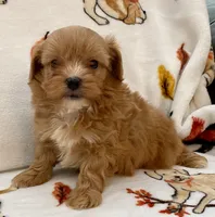 Benji , a male Maltipoo and Poodle - Toy  for sale in Tampa, FL – Photo 6 of 10