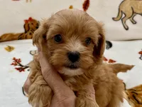 Benji , a male Maltipoo and Poodle - Toy  for sale in Tampa, FL – Photo 10 of 10