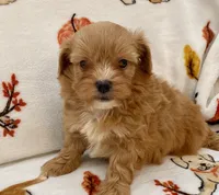 Benji , a male Maltipoo and Poodle - Toy  for sale in Tampa, FL – Photo 5 of 10
