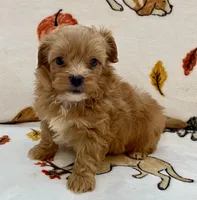 Benji , a male Maltipoo and Poodle - Toy  for sale in Tampa, FL – Photo 2 of 10