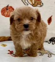 Benji , a male Maltipoo and Poodle - Toy  for sale in Tampa, FL – Photo 3 of 10
