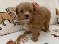 Benji , a male Maltipoo and Poodle - Toy  for sale in Tampa, FL – Photo 9 of 10