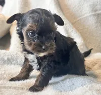 Meeko Tiny, a male Yorkshire Terrier for sale in Tampa, FL – 7 of 10