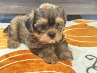 Archie , a male Yorkshire Terrier and Shorkie for sale in Tampa, FL – 6 of 10