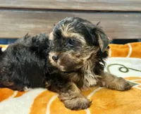Tucker, a male Yorkshire Terrier for sale in Tampa, FL – 9 of 10