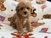 Rivaldo, a male Maltipoo and Poodle - Toy  for sale in Tampa, FL – 4 of 10