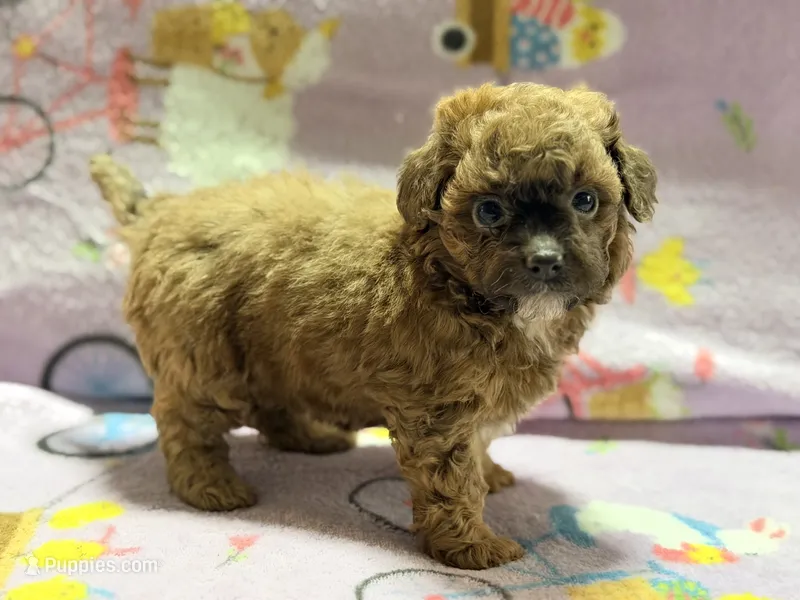 Mila – Maltipoo, Poodle - Toy  puppy for sale in Tampa, FL