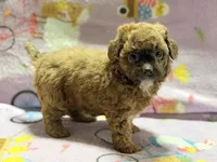Mila, a female Maltipoo and Poodle - Toy  for sale in Tampa, FL – 1 of 10