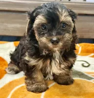 Tucker, a male Yorkshire Terrier for sale in Tampa, FL – 4 of 10
