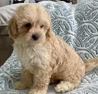 Marley Toy F1b , a male Cavapoo and Poodle - Toy  for sale in Tampa, FL – 3 of 10
