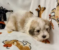 Piper , a female Yorkshire Terrier and Morkie for sale in Tampa, FL – 7 of 10