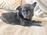 Lola  Tiny, a female Yorkshire Terrier for sale in Tampa, FL – 8 of 10