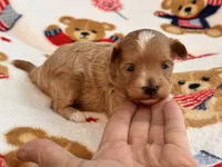 Jazzy , a male Maltipoo and Poodle - Toy  for sale in Tampa, FL – 8 of 9