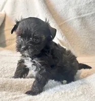Niko Tiny, a male Yorkshire Terrier for sale in Tampa, FL – 10 of 10