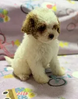 Mattie , a female Maltipoo and Poodle - Toy  for sale in Tampa, FL – 2 of 10
