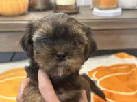 Lu Lu , a female Yorkshire Terrier and Shorkie for sale in Tampa, FL – 5 of 10