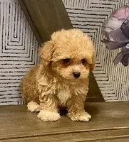 Bailey tiny, a male Maltipoo and Poodle - Toy  for sale in Tampa, FL – 6 of 10