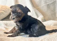 Meeko Tiny, a male Yorkshire Terrier for sale in Tampa, FL – 8 of 10