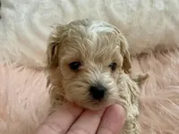 Louie, a male Maltipoo and Poodle - Toy  for sale in Tampa, FL – Photo 8 of 10