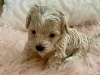 Louie, a male Maltipoo and Poodle - Toy  for sale in Tampa, FL – Photo 3 of 10