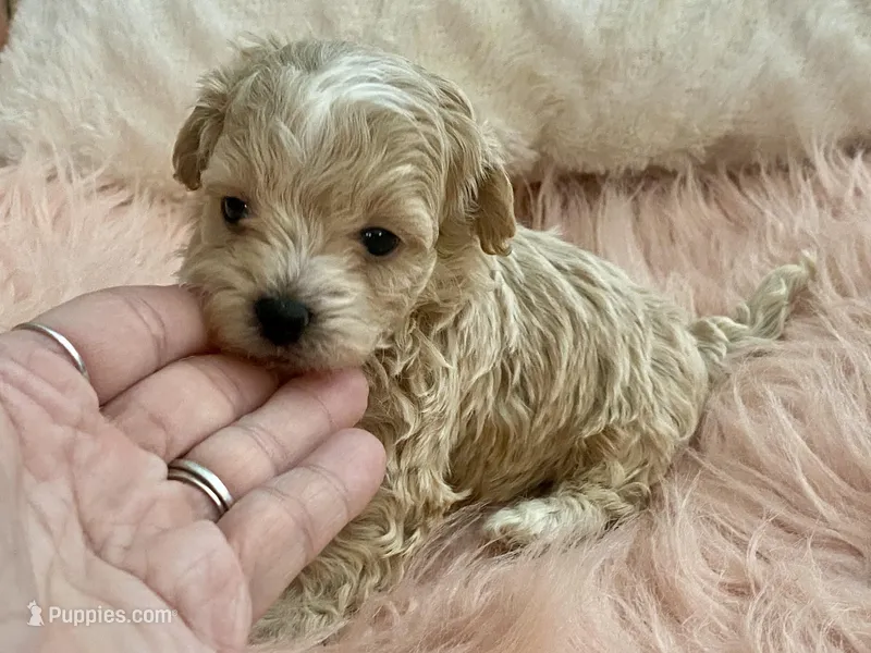 Louie – Maltipoo, Poodle - Toy  puppy for sale in Tampa, FL