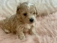 Louie, a male Maltipoo and Poodle - Toy  for sale in Tampa, FL – Photo 5 of 10
