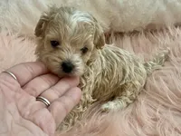 Louie, a male Maltipoo and Poodle - Toy  for sale in Tampa, FL – Photo 2 of 10