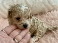 Louie, a male Maltipoo and Poodle - Toy  for sale in Tampa, FL – Photo 7 of 10