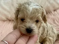 Louie, a male Maltipoo and Poodle - Toy  for sale in Tampa, FL – Photo 10 of 10