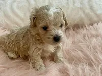Louie, a male Maltipoo and Poodle - Toy  for sale in Tampa, FL – Photo 4 of 10