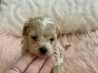 Louie, a male Maltipoo and Poodle - Toy  for sale in Tampa, FL – Photo 6 of 10