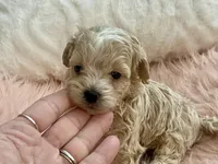 Louie, a male Maltipoo and Poodle - Toy  for sale in Tampa, FL – Photo 9 of 10