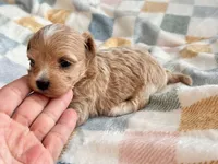 Fendi, a female Maltipoo and Poodle - Toy  for sale in Tampa, FL – 9 of 10