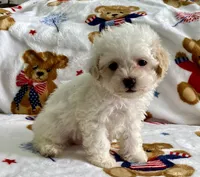 Shelby, a female Maltipoo and Poodle - Toy  for sale in Tampa, FL – 4 of 9