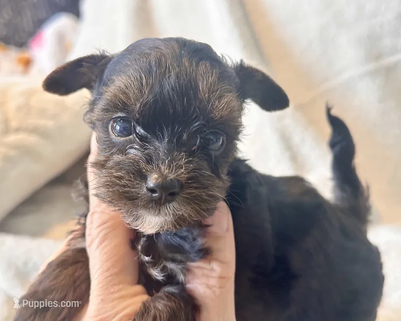 Meeko Tiny – Yorkshire Terrier puppy for sale in Tampa, FL