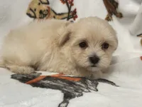 Milo , a male Maltipoo and Poodle - Toy  for sale in Tampa, FL – 6 of 10