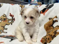 Liam, a male Maltipoo and Poodle - Toy  for sale in Tampa, FL – 6 of 9