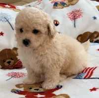 Mbappe, a male Maltipoo and Poodle - Toy  for sale in Tampa, FL – 7 of 10