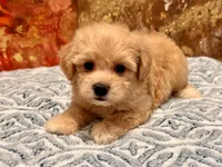 Loki, a male Maltipoo and Poodle - Toy  for sale in Tampa, FL – 1 of 10