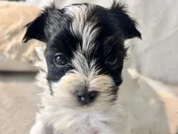 Milo Parti, a male Yorkshire Terrier for sale in Tampa, FL – 7 of 10