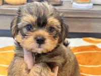 Archie , a male Yorkshire Terrier and Shorkie for sale in Tampa, FL – 8 of 10