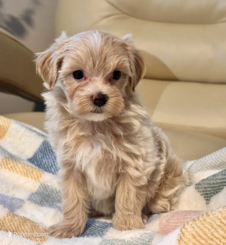 Ziggy  – Maltipoo, Poodle - Toy  puppy on hold in Tampa, FL