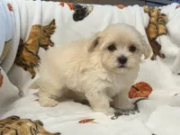 Milo , a male Maltipoo and Poodle - Toy  for sale in Tampa, FL – 3 of 10