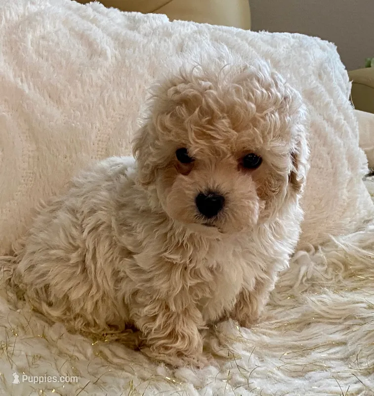 Sammy – Maltipoo, Poodle - Toy  puppy for sale in Tampa, FL