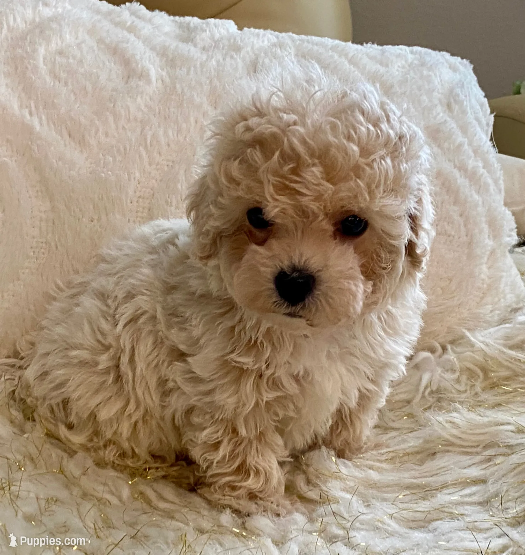 Sammy, a male Maltipoo and Poodle - Toy  for sale in Tampa, FL – 1 of 10