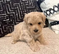 Zeus, a male Maltipoo and Poodle - Toy  for sale in Tampa, FL – 5 of 8