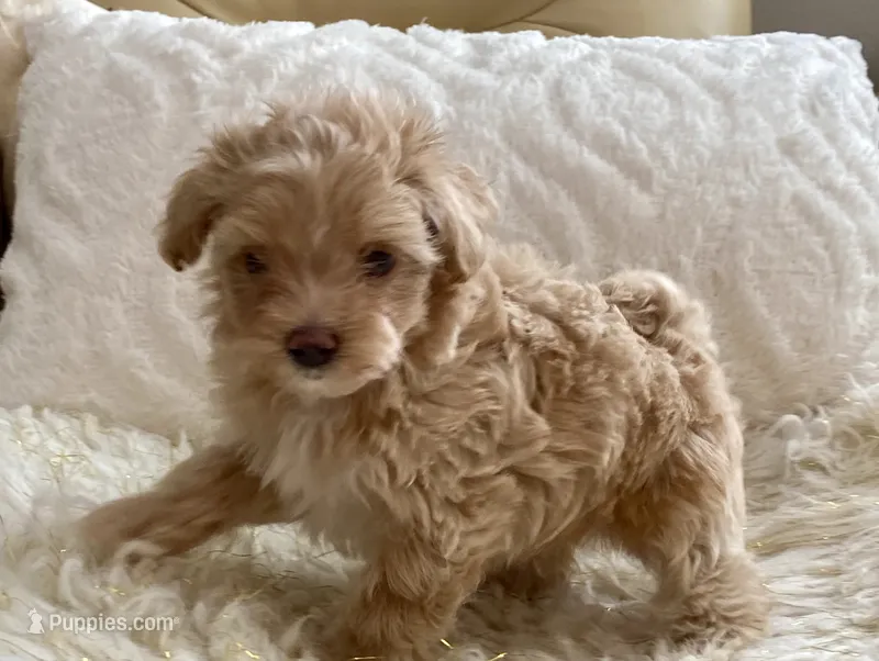Meeko – Maltipoo, Poodle - Toy  puppy for sale in Tampa, FL