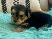 Nora , a female Yorkshire Terrier and Morkie for sale in Tampa, FL – Photo 3 of 10